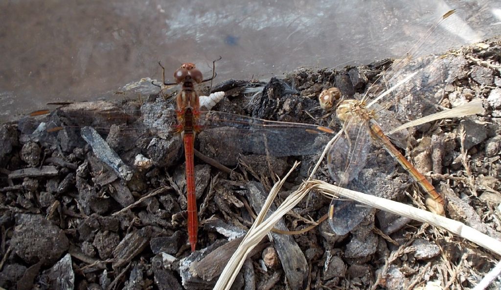 Sympetrum meridionale, maschi